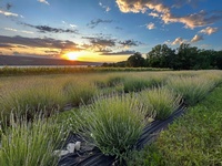 Sam's Lavender
