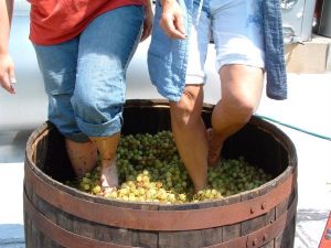Gallery Image Barefoot%20in%20the%20grapes.jpg