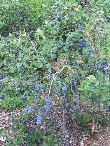 Gallery Image Sugar%20Shack%201.jpg