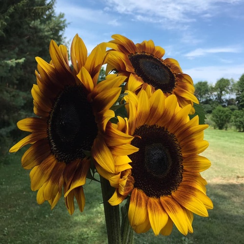 Gallery Image Sugar%20Shack%206.jpg