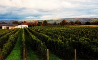 Hermann J Wiemer Vineyard