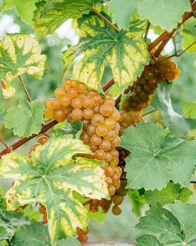 Gallery Image Dr.%20Frank's%202.jpg