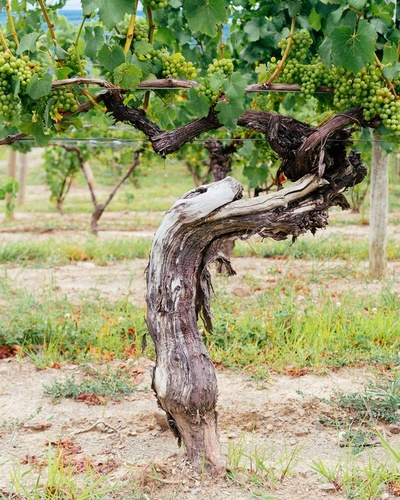 Gallery Image Dr.%20Frank's%203.jpg