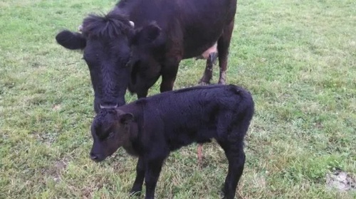 Gallery Image My%20Little%20Farm%207.jpg Gallery Image My%20Little%20Farm%207.jpg