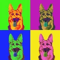Nikki Banfield's School for K-9's