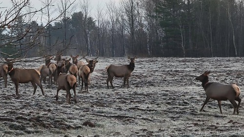 Gallery Image elk%20herd.jpg