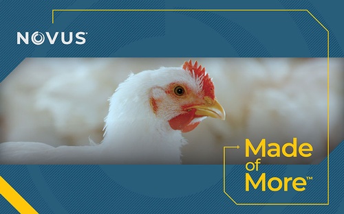 Gallery Image N3.1%20800x500%20brand%20graphic-MoM-poultry.jpg
