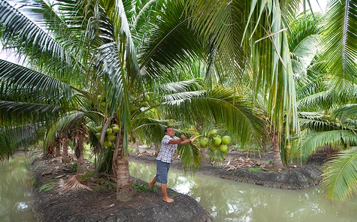Gallery Image Farmer-%20coconut-1.jpg Gallery Image Farmer-%20coconut-1.jpg
