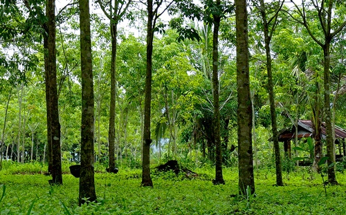 Gallery Image Rubber%20plantation-RDMA-1.jpg Gallery Image Rubber%20plantation-RDMA-1.jpg