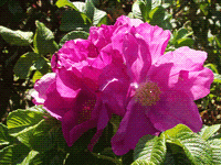 Dr. Alice Alibrio Naturopathic Physician