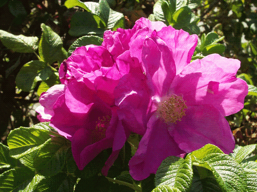 Gallery Image Rose_120925-012447.gif