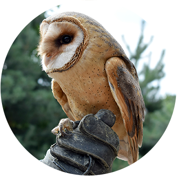 Gallery Image Barn%20Owl.png