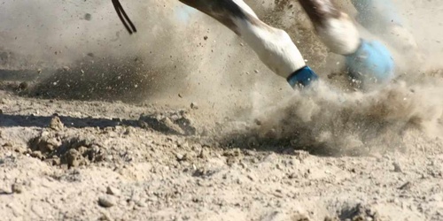 Gallery Image hoof.jpg Gallery Image hoof.jpg