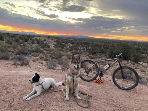 Gallery Image Shopdogssunset-slimC.jpeg