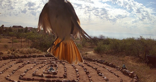 Gallery Image bird.jpg Gallery Image bird.jpg