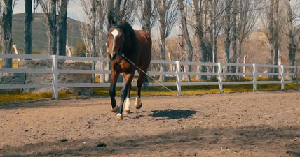 Rusty's Morningstar Ranch, INC
