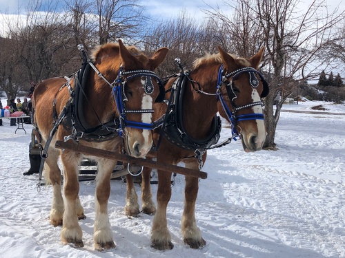 Gallery Image IMG_3731.jpg