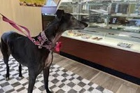 Gallery Image Dog.jpg