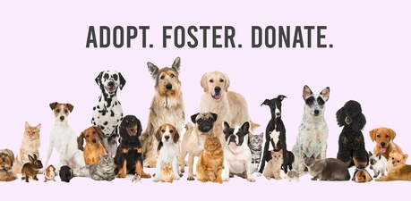 SPCA Suncoast SPCA Suncoast