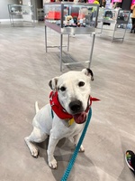 Gallery Image SPCA%201.jpg Gallery Image SPCA%201.jpg