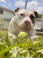 Gallery Image SPCA%202.jpg Gallery Image SPCA%202.jpg