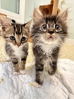 Gallery Image SPCA%205.jpg Gallery Image SPCA%205.jpg
