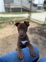 Gallery Image SPCA%207.jpg Gallery Image SPCA%207.jpg