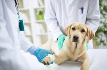 Petcare Veterinary Clinic