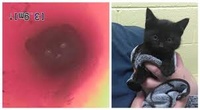 Kitten Rescued from Pipe