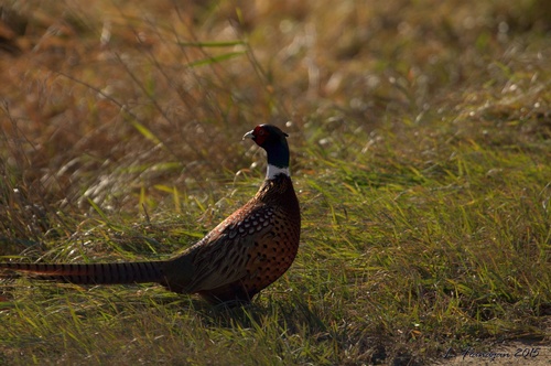 Pheasant in Pipestone County - Photo by Linda Flanagan