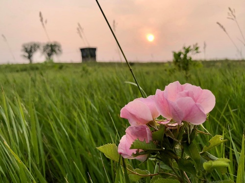 Flower Blooming on Prairie Hill at Split Rock Creek State Park (Photo by Erica Volkir)