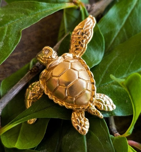Gallery Image turtle.jpg