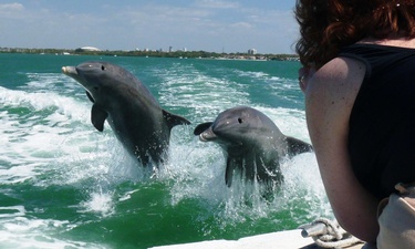 Dolphin Snorkeling Cruise Dolphin Snorkeling Cruise