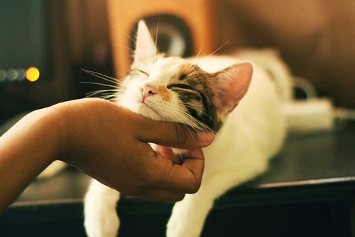 Gallery Image cat-being-petted-1000.jpg