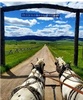 Bigfork Stagecoach Rides & Rentals 