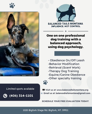 Gallery Image z%20dog10.jpg