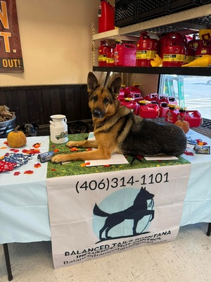 Gallery Image z%20dog3.jpg