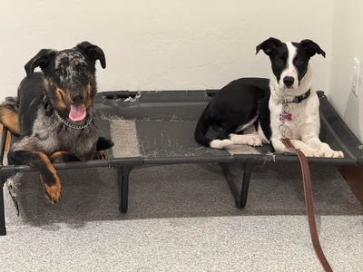 Gallery Image z%20dog5.jpg