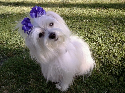 Gallery Image Dog1.JPG