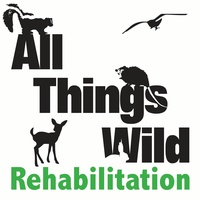 All Things Wild