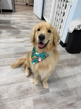 Love My Dog Resort and Playground