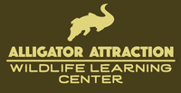 Alligator Attraction Alligator Attraction