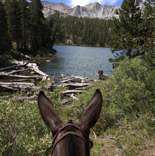 Gallery Image Through-the-Ears-of-a-Mule-J-Roeser.jpg