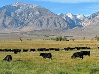 Inyo Mono County Cattlewomen, Inc.