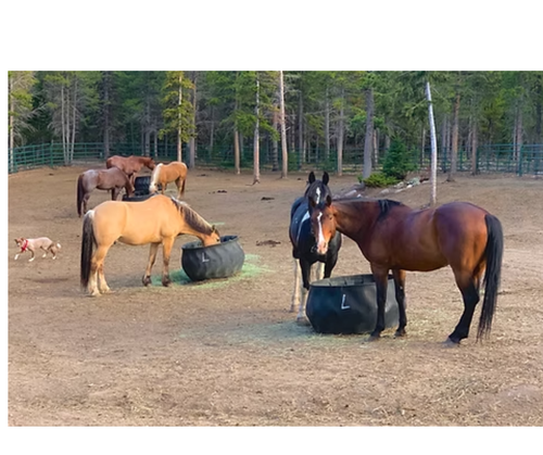 Gallery Image horse.png Gallery Image horse.png