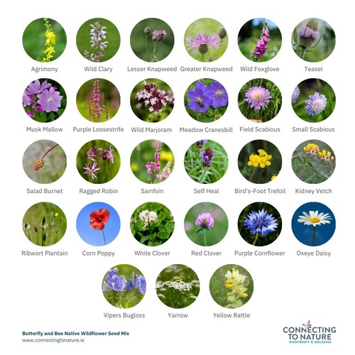 Gallery Image seeds.jpg