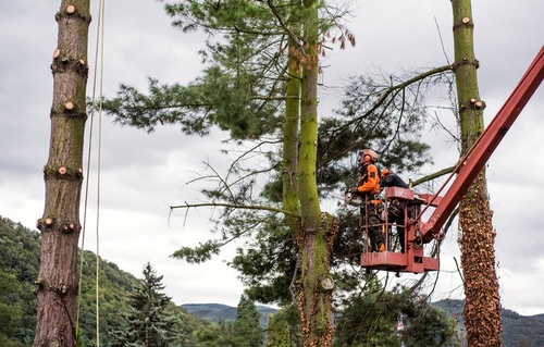 Gallery Image arborist-men-with-chainsaw-and-lifting-platform-cu-2021-08-27-16-14-37-utc%20(1).jpg