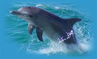 Wild Hearts has protective cages on propellers to prevent accidental injury to curious dolphins!