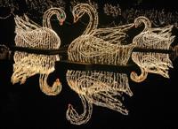Swans floating on Mirror Lake during Christmas