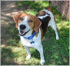 Romeo is one of the happy pups waiting for adoption at the Stafford County SPCA.